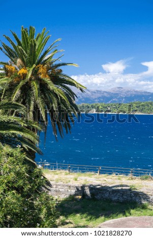 Green palm tree (Arecaceae) on the seaside with blue sea water and mountains in the background.