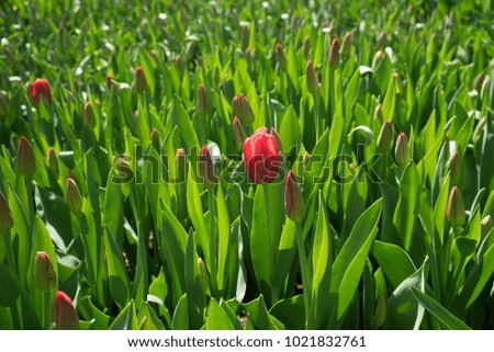 The lonely red tulip with green leaves in a garden in Lisse, Netherlands, Europe on a bright summer day