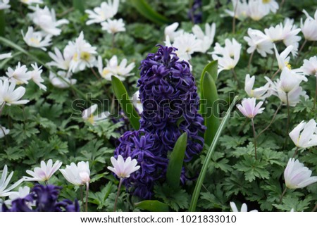 Purple hyacinth with white lilacs in a garden on a spring summer day in Lisse, Keukenhoff,  Netherlands, Europe