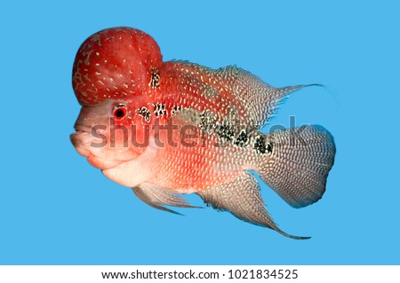 Flowerhorn or louhan fish is lucky fish.
