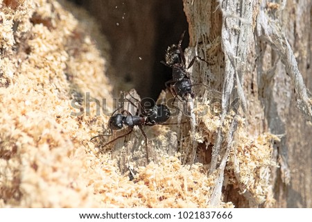 Boreal Carpenter Ants constructing their nest in a tree Royalty-Free Stock Photo #1021837666