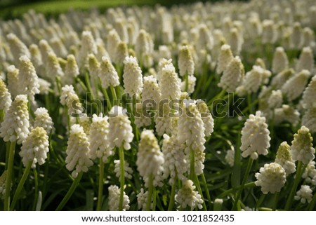 Colored hyacinth flowers at a garden in Lisse, Netherlands, Europe on a bright summer day
