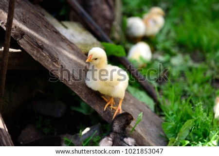 A baby chicken standing on the wooden plank Royalty-Free Stock Photo #1021853047