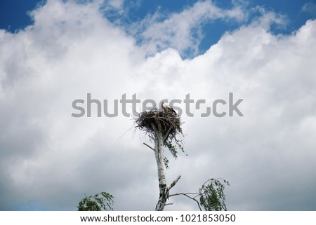 A white stork (Ciconia) is sitting in the nest in the tree against the background of a blue sky with clouds.  Royalty-Free Stock Photo #1021853050