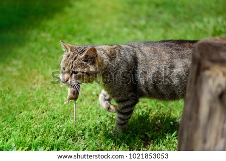 A wild cat keeps a little mouse into the jaws on the green lawn. Royalty-Free Stock Photo #1021853053
