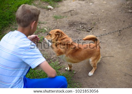 A clever red dog gives the paw to the boy. Royalty-Free Stock Photo #1021853056