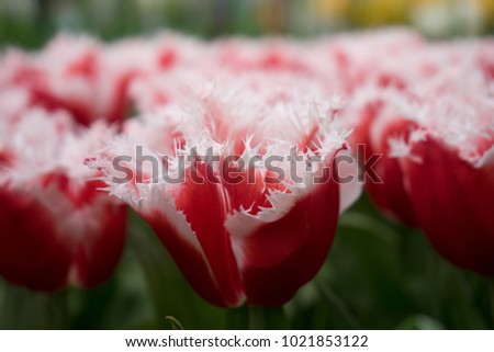 Red and white color tulip flowers in a garden in Lisse, Netherlands, Europe on a bright summer day