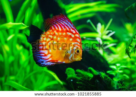 Beautiful fish on the background of aquatic plants