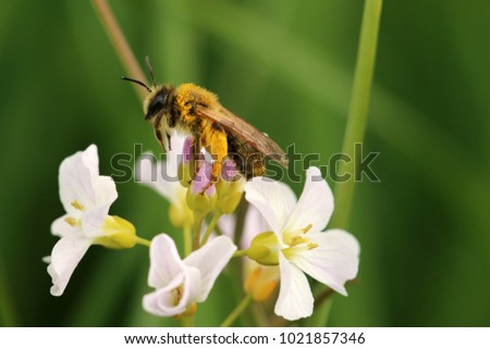 Bee, wasp,  halictus