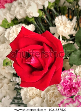 Red roses represent the love that will be forever.