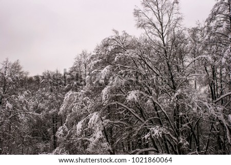 Winter black and white forest on a color photo