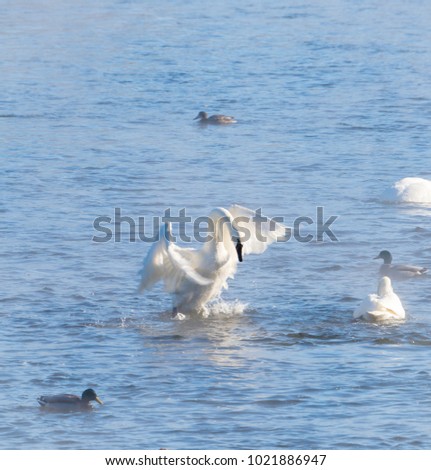Swans in winter, trumpeter and tundra on mississippi river with ducks