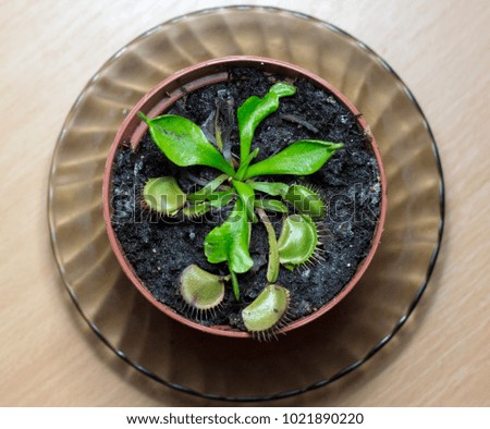 Venus Flytrap growing at home