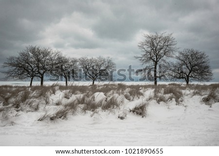 Barren trees on snow covered beach with gloomy clouds