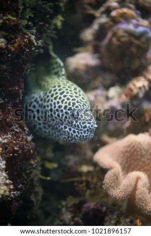 underwater world - beautiful spotted white and yellow moray eel with black dots on a colorful coral reef with natural sunlight