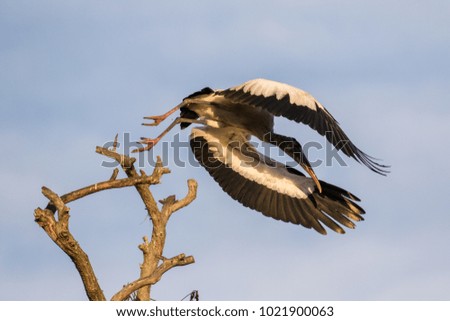 Wood stork in flight off of top of dead tree in the morning sunlight