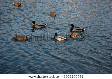 Duck standing in a pond on a grass background, close-up Flock of DucksBirds and animals in wildlife. Amazing mallard duck swims in lake or river with blue water under sunlight landscape. funny duck
