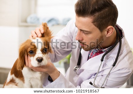 Close up of a young handsome bearded male veterinarian working at his office examining ears of an adorable fluffy spaniel puppy copyspace medicine pet care profession occupation job owner. Royalty-Free Stock Photo #1021918567