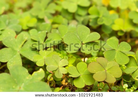 Shamrocks or Clover Background in Bright Green