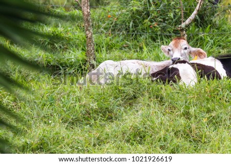 young dairy cows relaxing in a green pasture in tropical Costa Rica