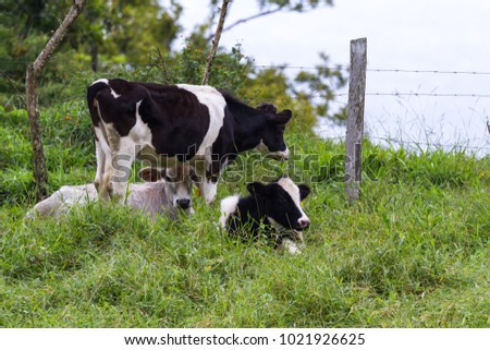 young dairy cows relaxing in a green pasture in tropical Costa Rica