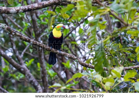 Close up of a keel billed toucan perched on a tree branch in tropical Costa Rica