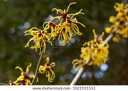 Flower of witch hazel in early spring.
Witch hazel has gorgeous yellow flowers in early spring.
This picture is witch hazel flowers.