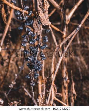 Dead berries in forest, isolated from background