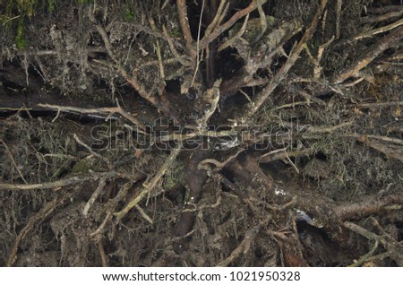 dead and dried tree roots-background