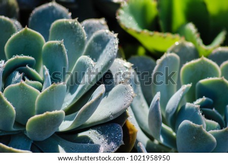 Picture of succulents