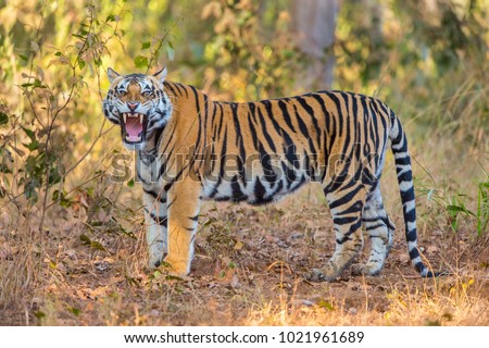 Langda. Male tiger from Kanha National Park, India.