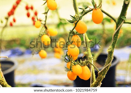 branch of fresh cherry tomatoes hanging on trees in organic farm