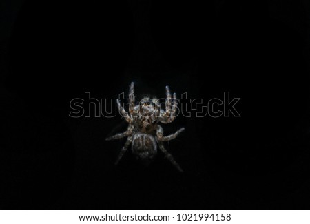 Spider jumping against a black background.
