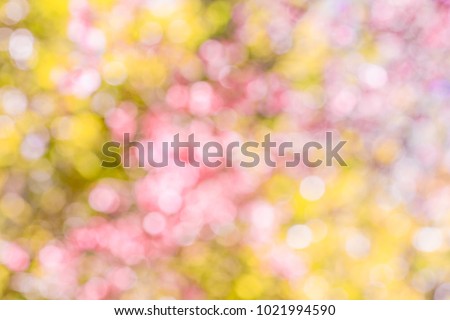 Abstract blurred bokeh background of the cherry blossom flower in the garden.