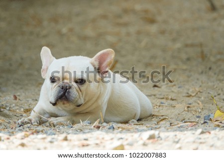 Cute little French bulldog playing on dirt ground, close-up shot.