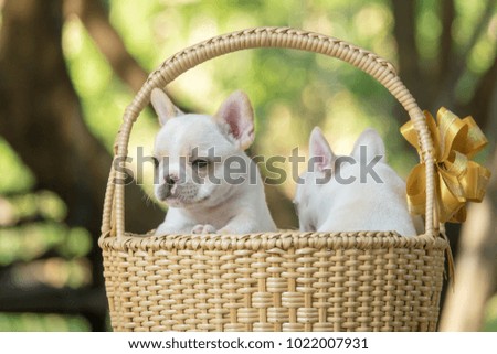 Cute little French bulldog on brown basket with green natue background, close-up shot.