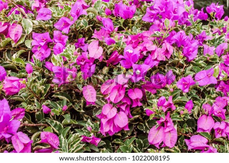 Closeup of bright pink bougainvillea blossoms as a background