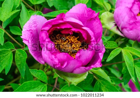 Honey bee collecting nectar from the flowers of tree peony