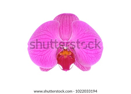Beautiful  purple orchid isolated on white background