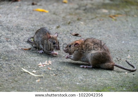 Two mice are eating  food