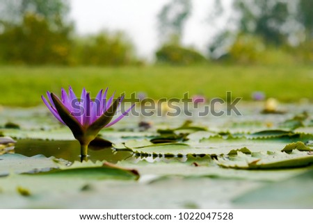 beautiful nature focus of Purple lotus and yellow pollen in the pot with flare light and blur background