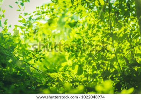 beautiful Natural green leaf and abstract blur bokeh light background.