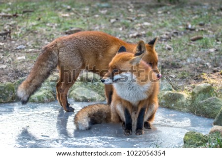 Red Fox in winter