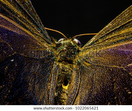 Macro picture of a butterfly 