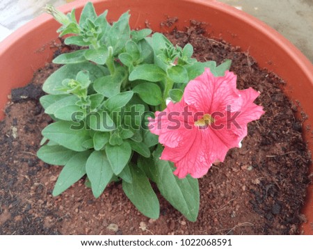 petunia flower plant