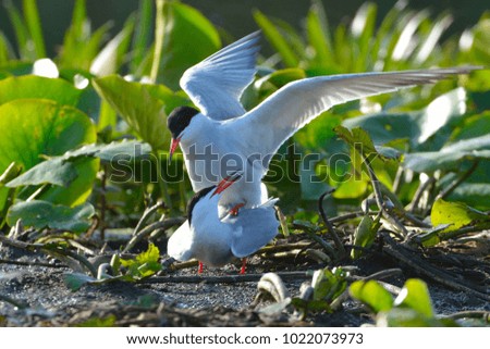 Common tern (Sterna hirundo) mating