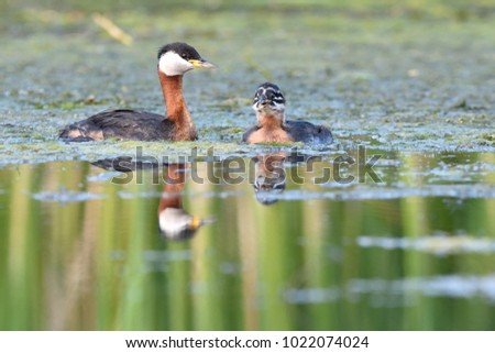 Red Necked Grebe (Podiceps grisegena) with Chick, on Water, in Summer