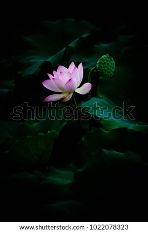 Beautiful lotus pond moonlight.