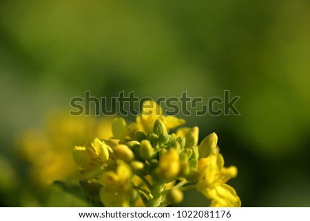 Canola flower in spring
