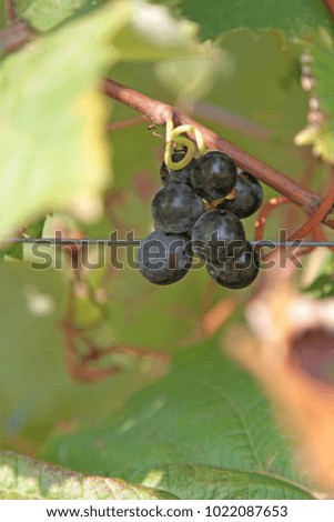 Black grape with tendrils Vineyard in Vipava Valley, Slovenia. Close up photo image on abstract background high quality illustration for wine bar, restaurant, enoteca, wine shop or special interior.